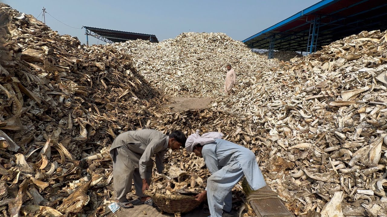 incredible process of recycling Millions of Animals Bones and manufacturing bone BUTTONS 