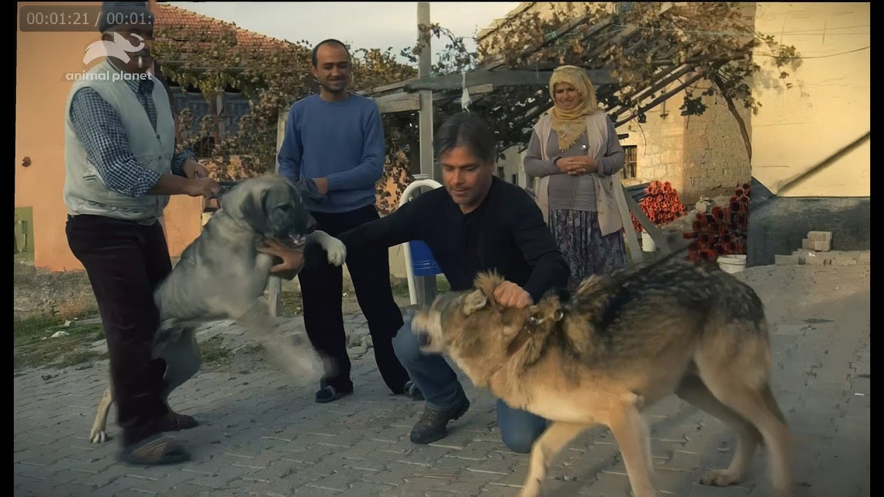 Kangal meets Wolf