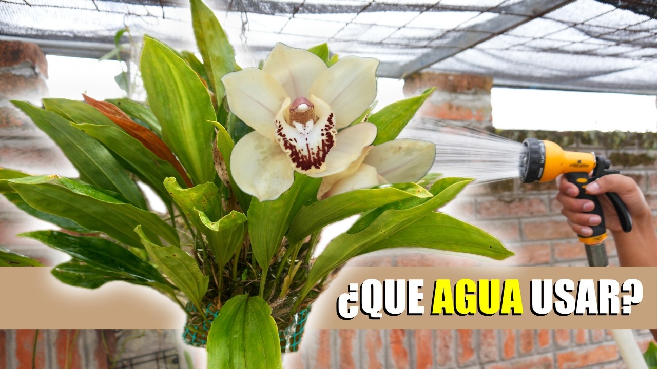 Regué Orquídeas con Agua Mineral, Grifo y Purificada… Cuál Ganó?