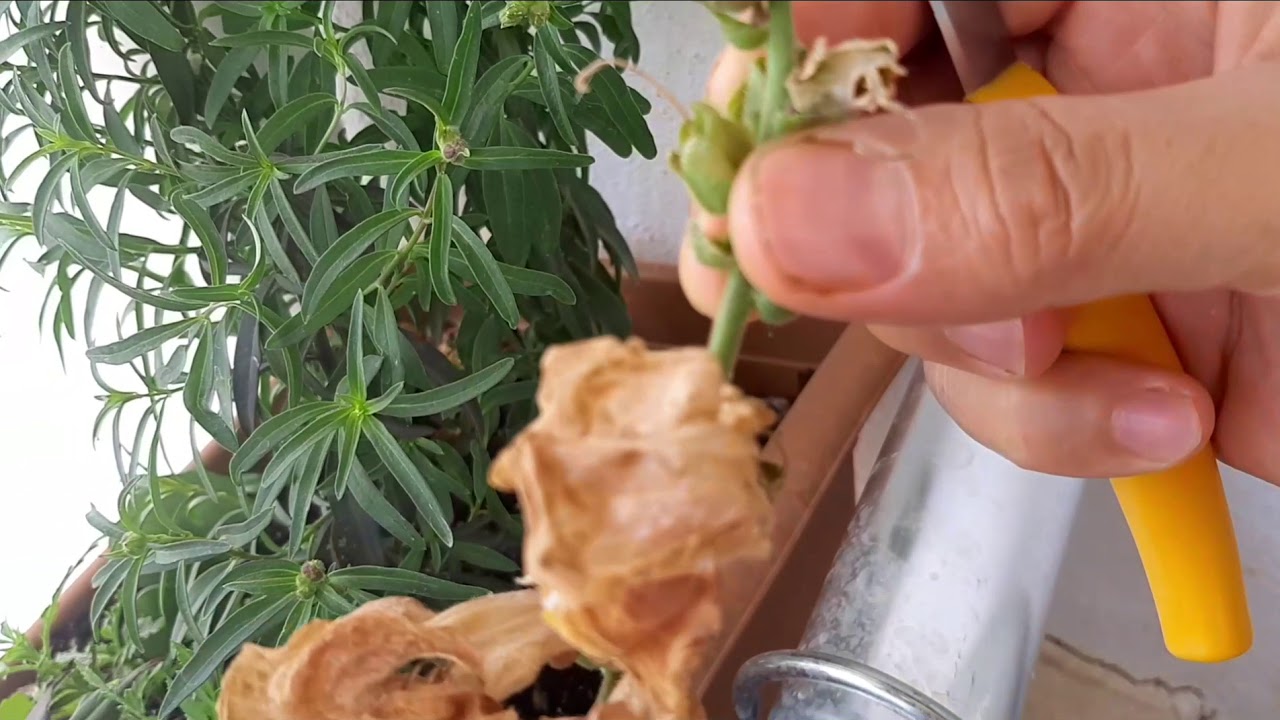 ASLAN AĞZI ÇİÇEĞİ NİN  BAKIMI NASIL OLMALI. Aslan Ağzı Çiçeği Tohum u Nasıl Olur.