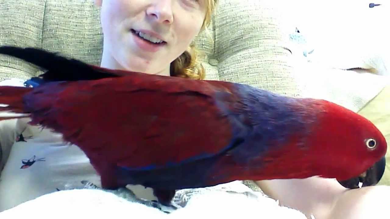 Talkative Eclectus