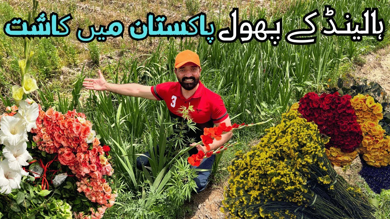 Flori Farming in Pakistan | Holland Flowers Harvesting | Flori Culture