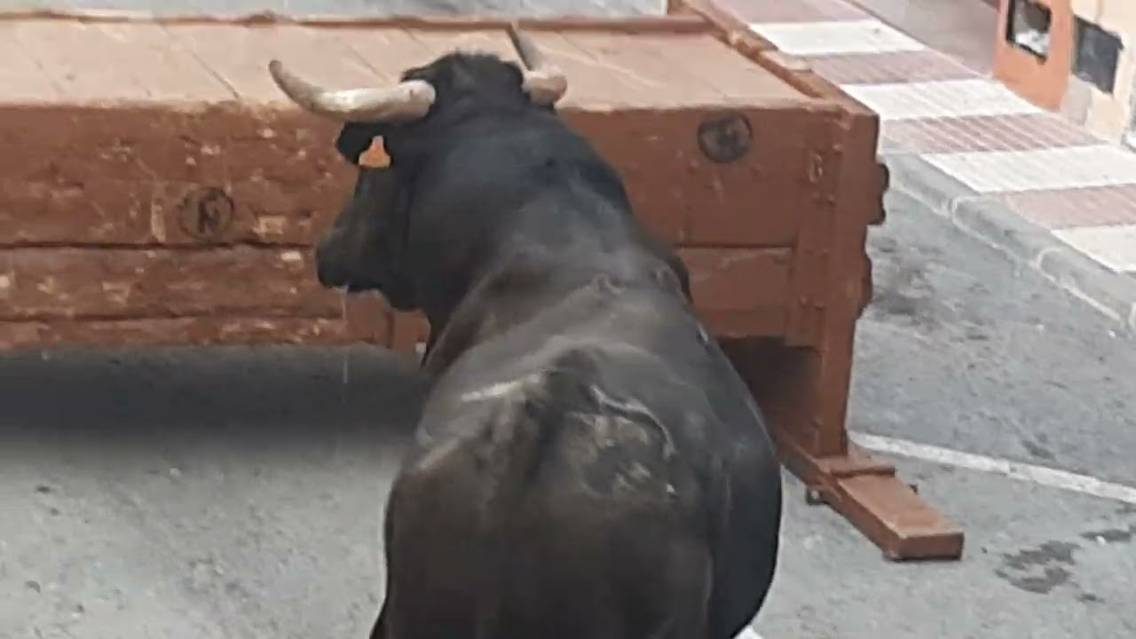 festejos populares toros senija Alicante
