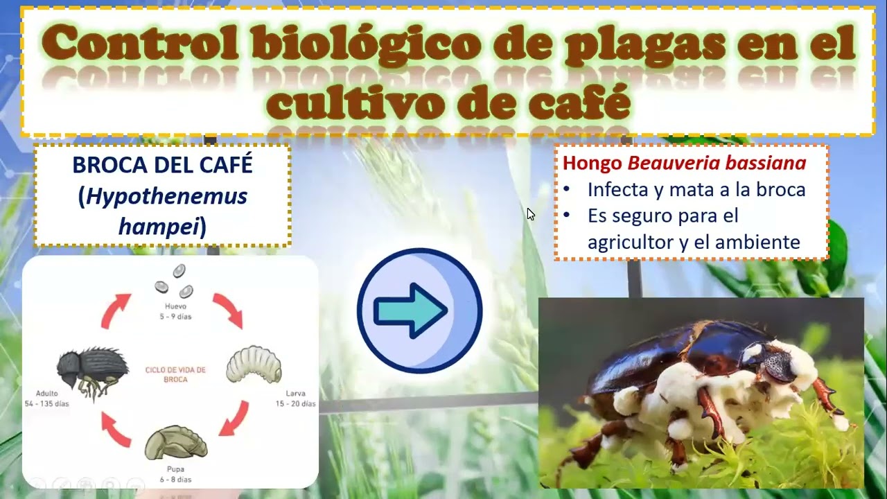 CONTROL BIOLÓGICO DE PLAGAS EN CULTIVOS DE CAFÉ, PLÁTANO, CÍTRICOS Y PIÑA 🍌 🍊 🍋 🍍