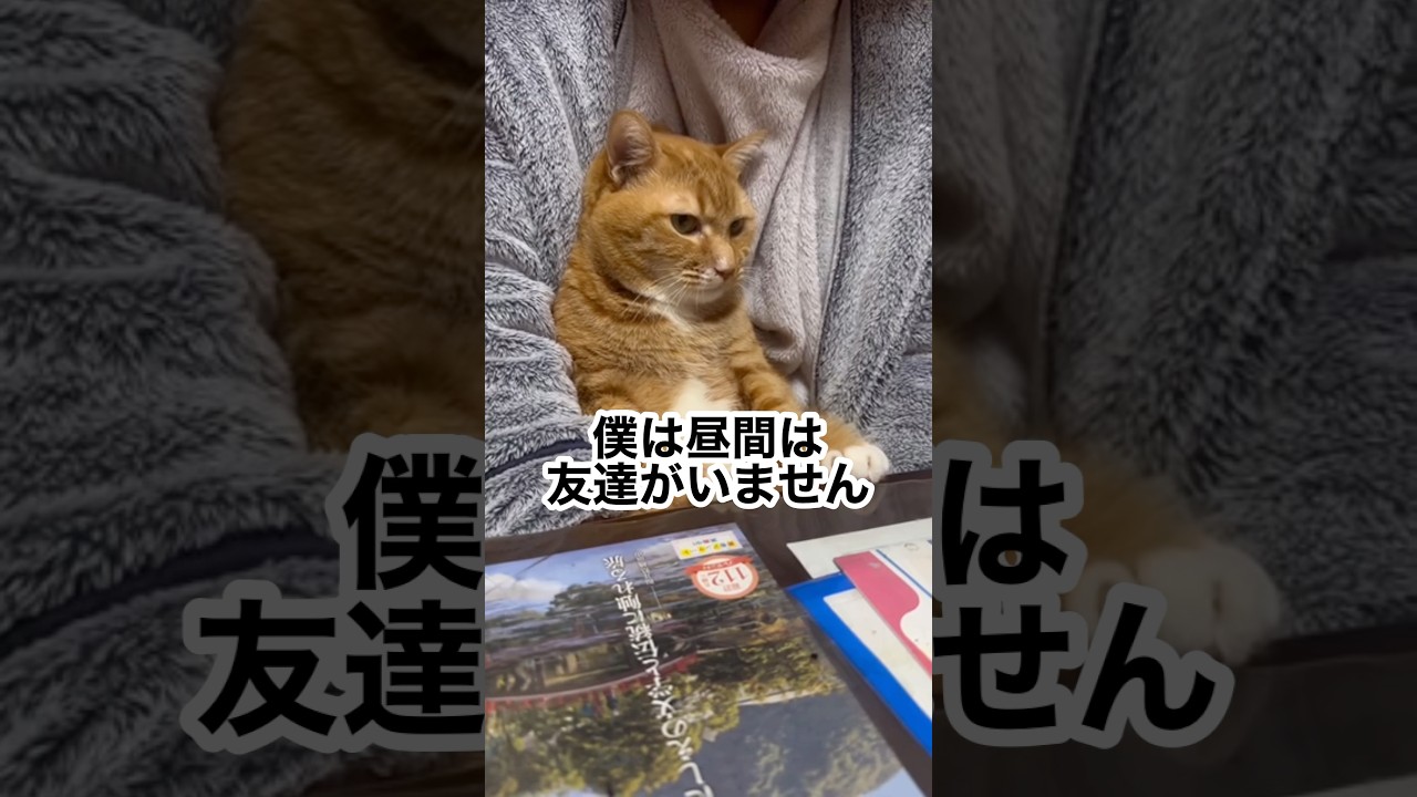 もう1匹ネコを飼うか迷う&hellip;家族会議中🐱 #ぬこ #ねこ #shorts
