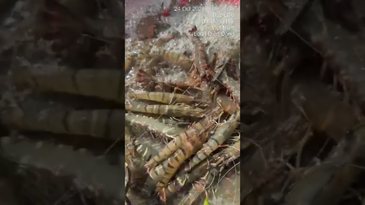 Khách ĐÔNG HẢI Thu hoạch tôm Sú Gia Hóa GKC 