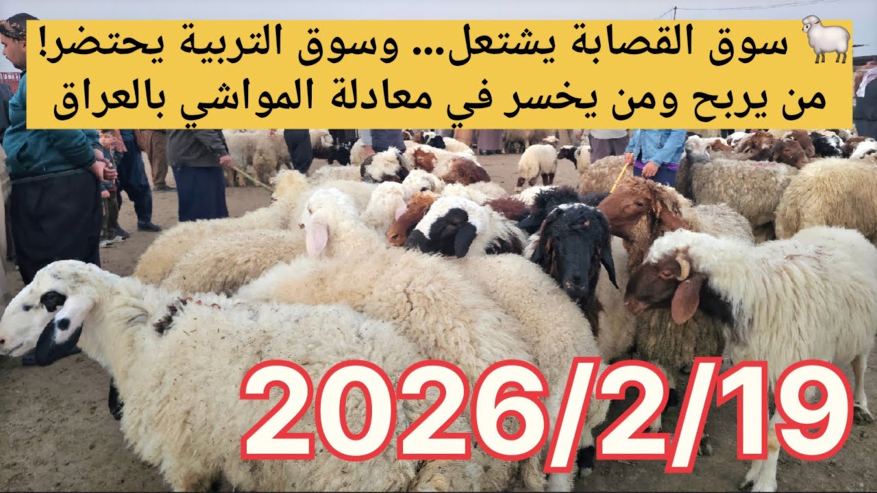 🐑 سوق القصابة يشتعل… وسوق التربية يحتضر! من يربح ومن يخسر في معادلة المواشي بالعراق