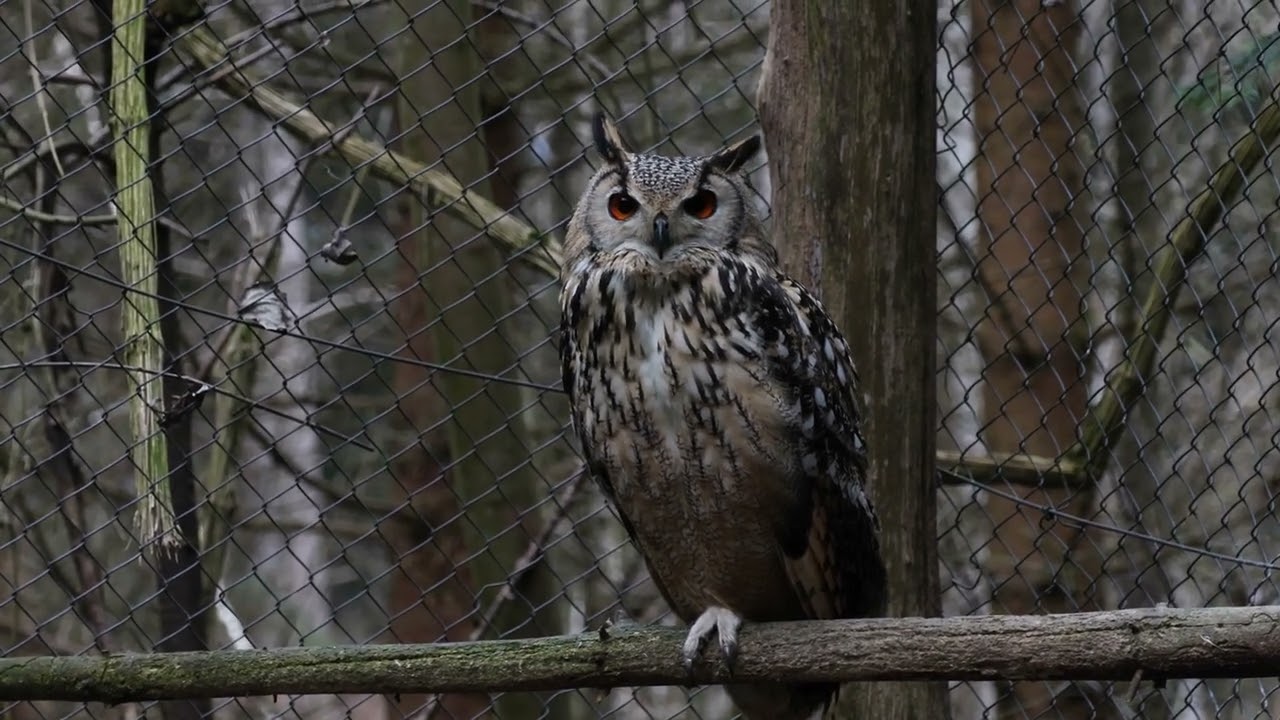 Im Tierpark