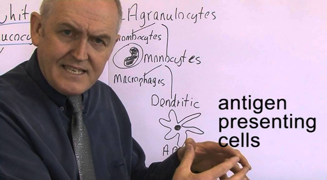 Immunity 9, White blood cells