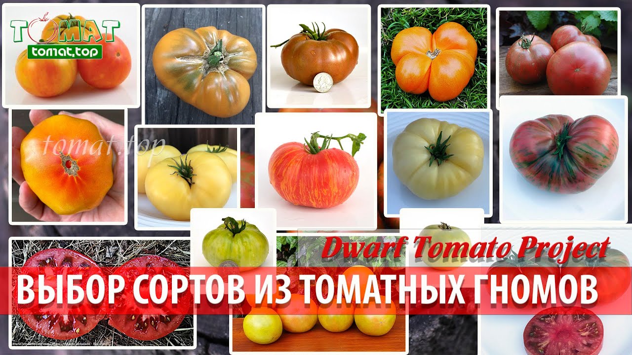 Выбираю сорта томатов для открытого грунта.15 сортов из проекта Томатные гномы.Dwarf Tomato Project