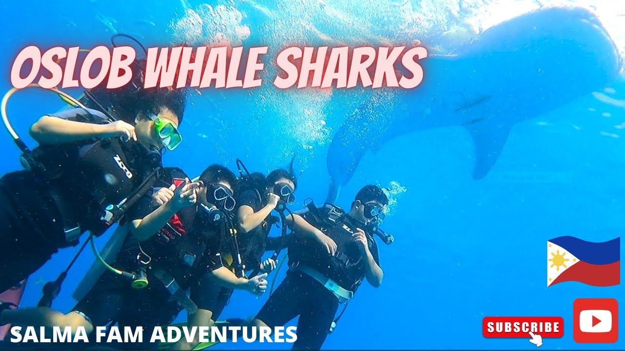 OSLOB whale Sharks Scuba Diving & Sumilon Island 2024