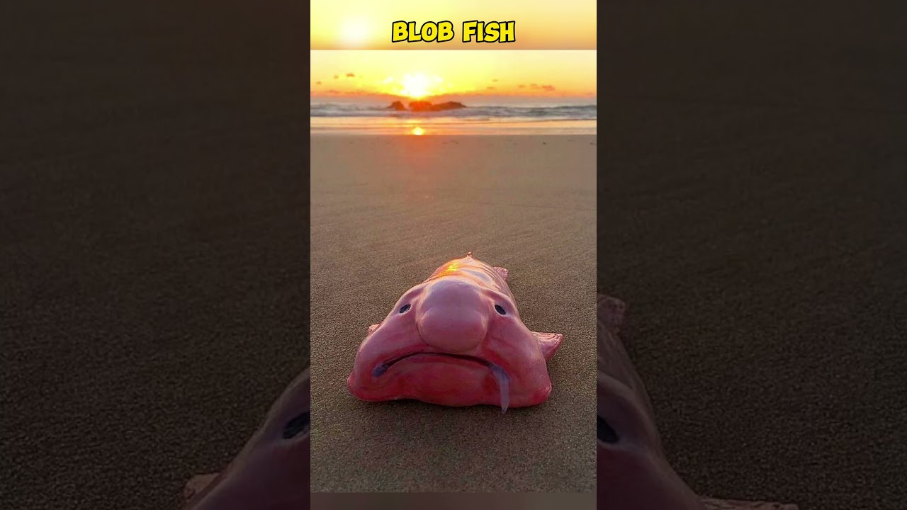 Most ugliest animals in the world 🌎 #ugly #animal #facts #usa