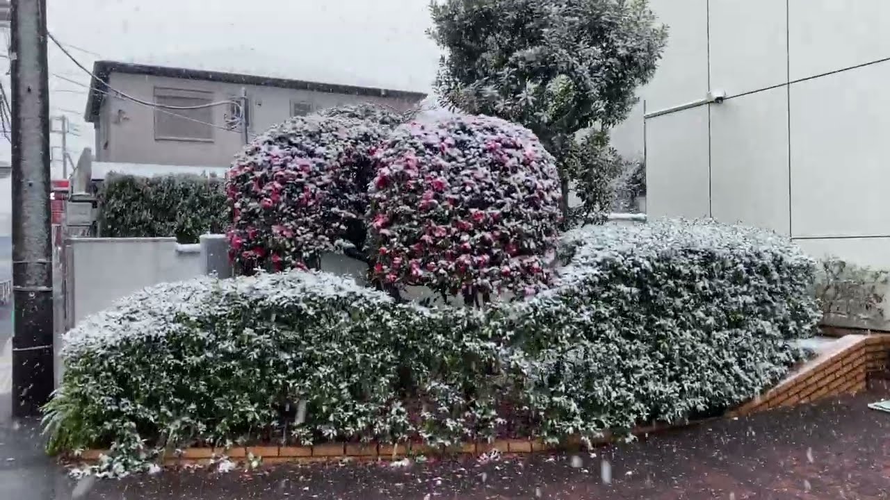 磯子　雪景色　2026年2月8日朝
