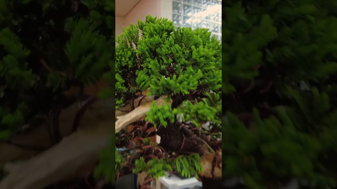 Juniperus trabalhado por Julio Veg, @@juliovegan1 bonsai ga&uacute;cho 2022 #shorts #bonsai #bonsaigaucho