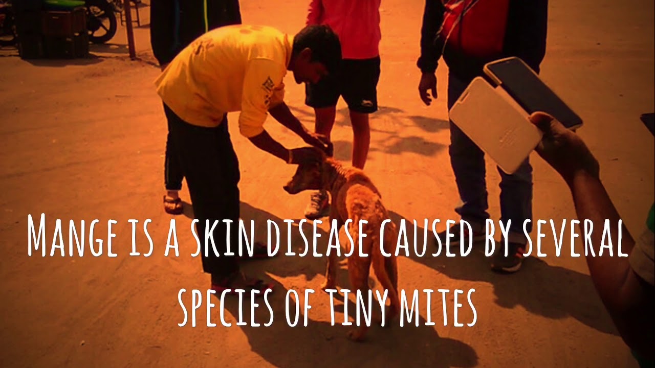Mission FAST- Feed A STray: Arav's story (Hope & Animal Trust)