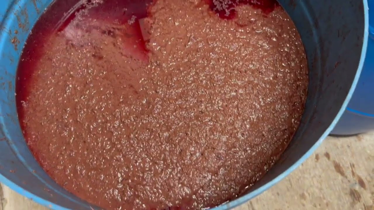 Wine Making Part 2   Fermentation