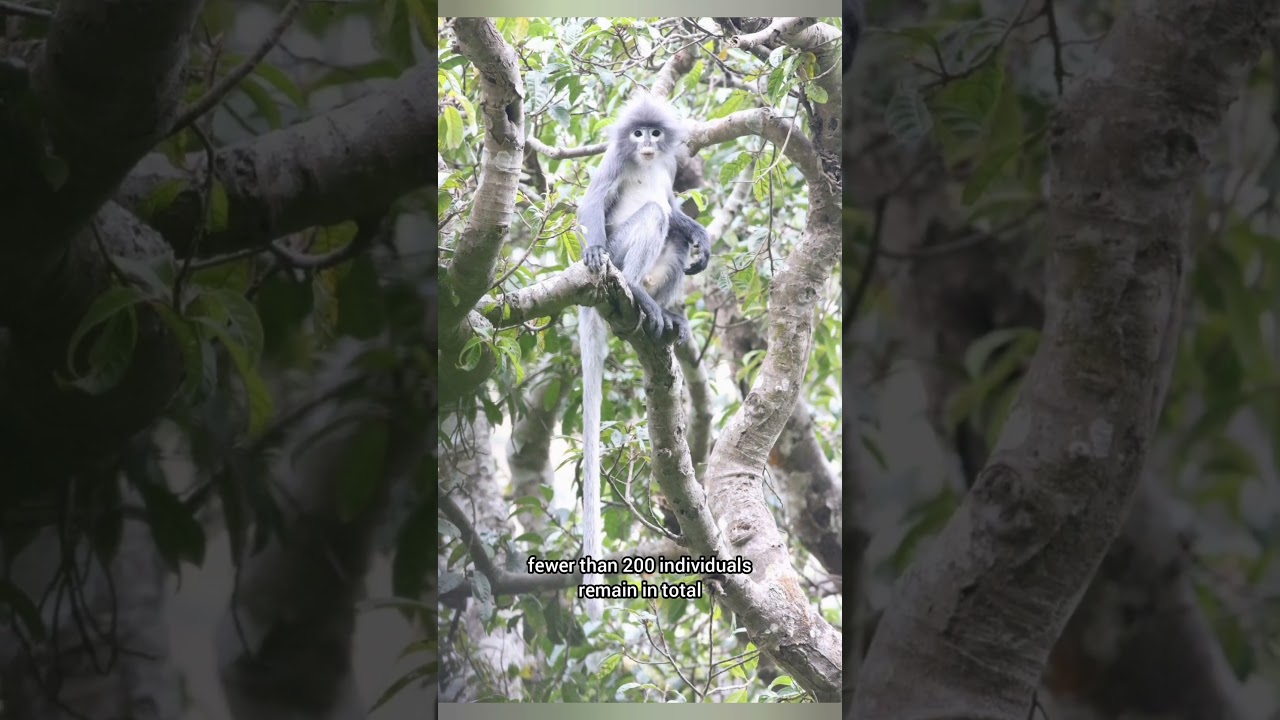 Находящийся под угрозой исчезновения попа-лангур: самая редкая обезьяна, о которой вы никогда не ...