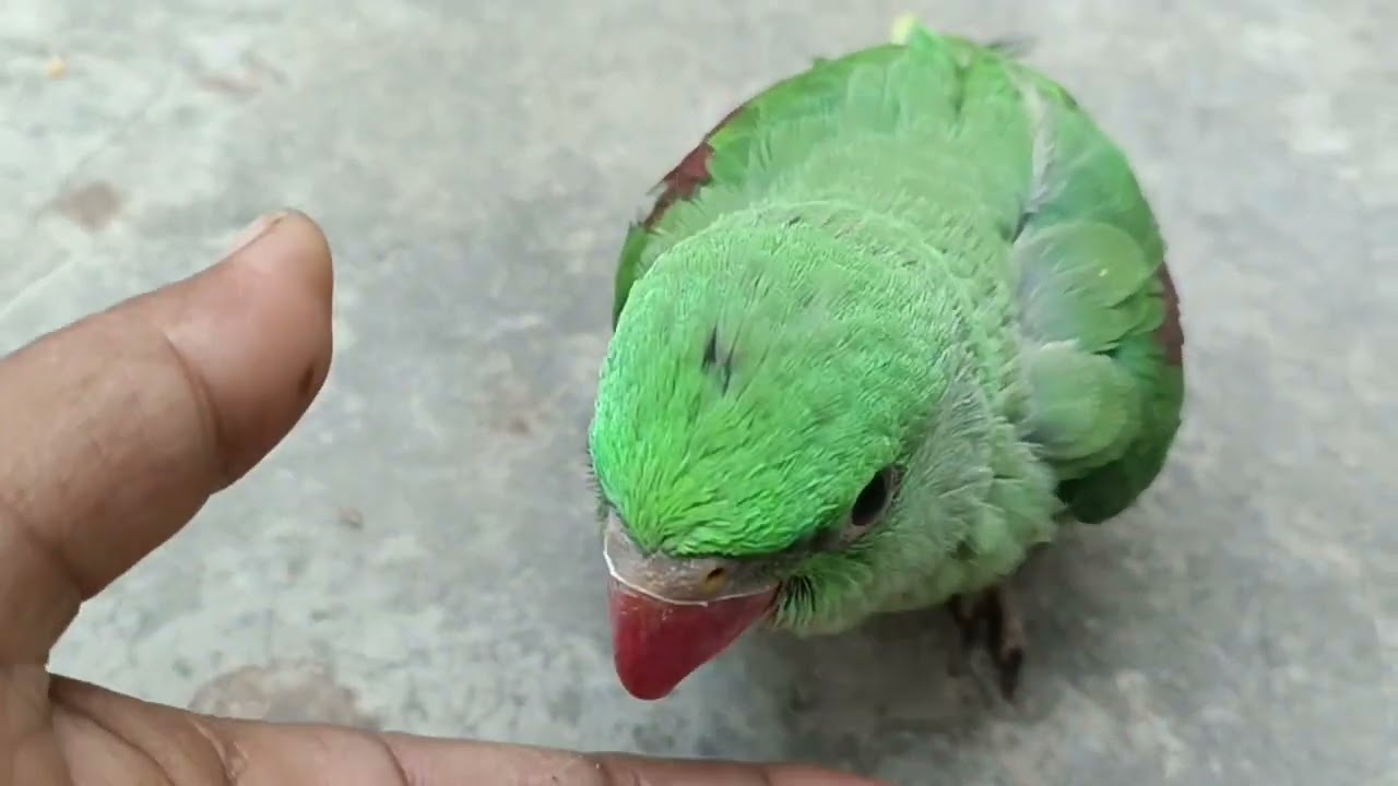 मिठु सुबह सुबह मस्ती कर रहा है😍 🦜❤ || Love You Leo || #loveyouleo #parrot #talkingparot 2026