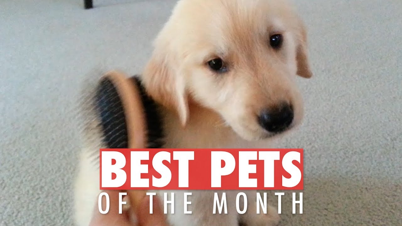 Best Pets of the Month