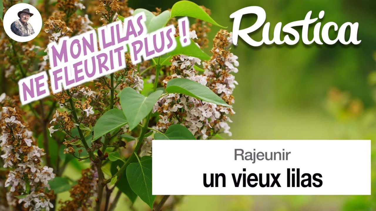 Rajeunir un vieux lilas