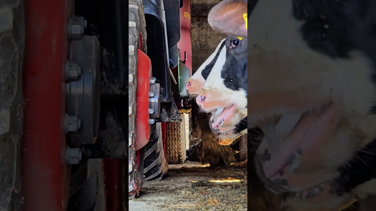 Daily TMR Feeding 🚜🐄 #tmr #feeding #cow #farmlife