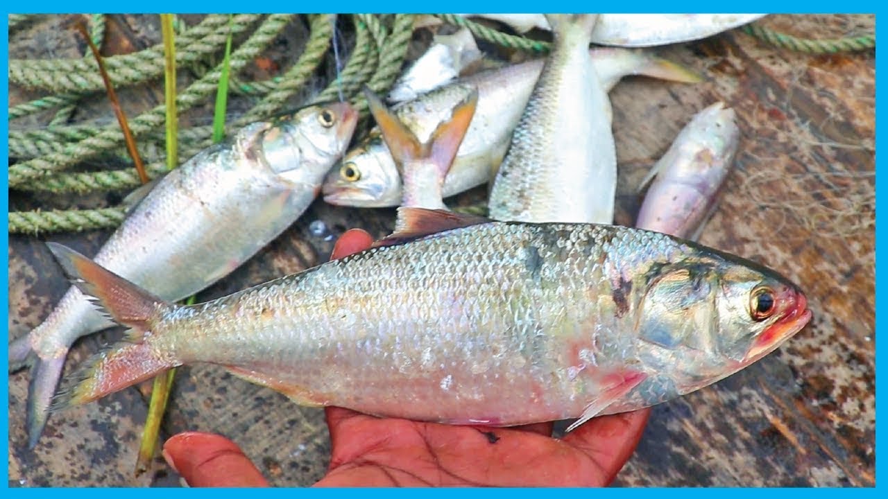 Amazing Fast Hilsa Fishing Skill (PART 46) - Catching Hilsa Fish Big on the Sea