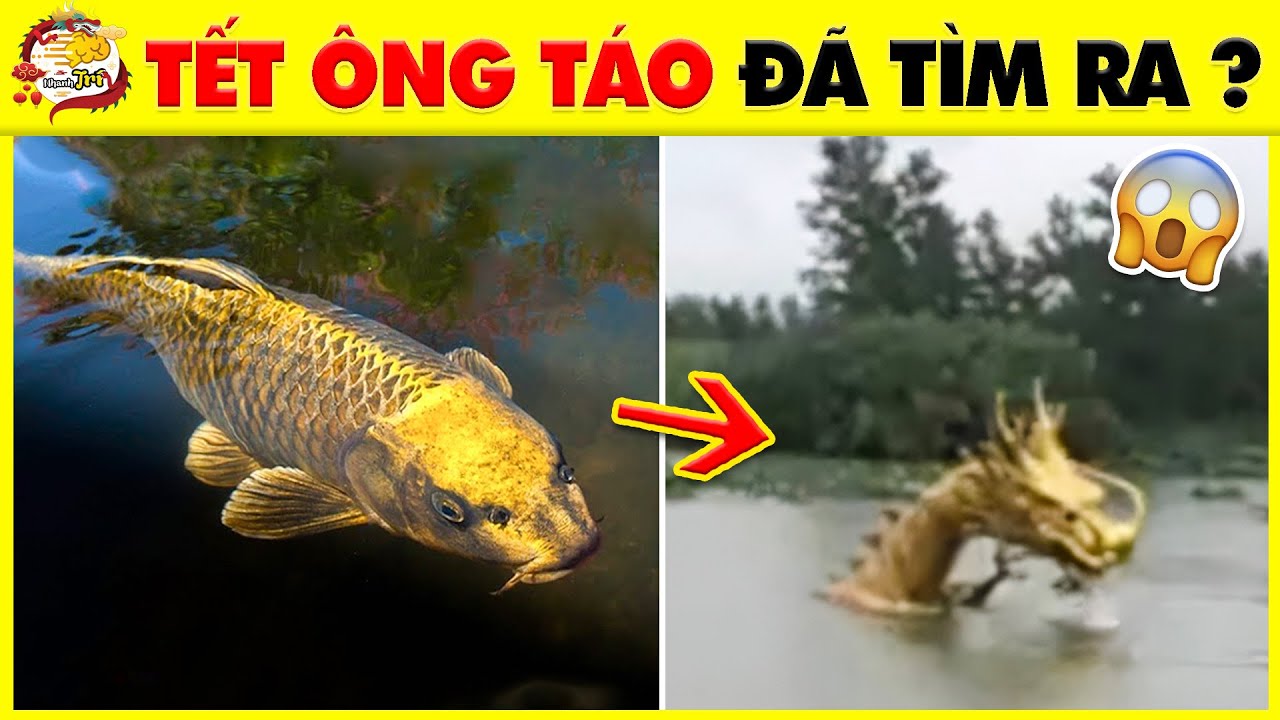 [Tết Tết Tết Đến Rồi] Đoán 11 Câu Hỏi Về Sự Tích Ông Công Ông Táo Và Cá Chép 99% Chưa Biết|Nhanh Trí
