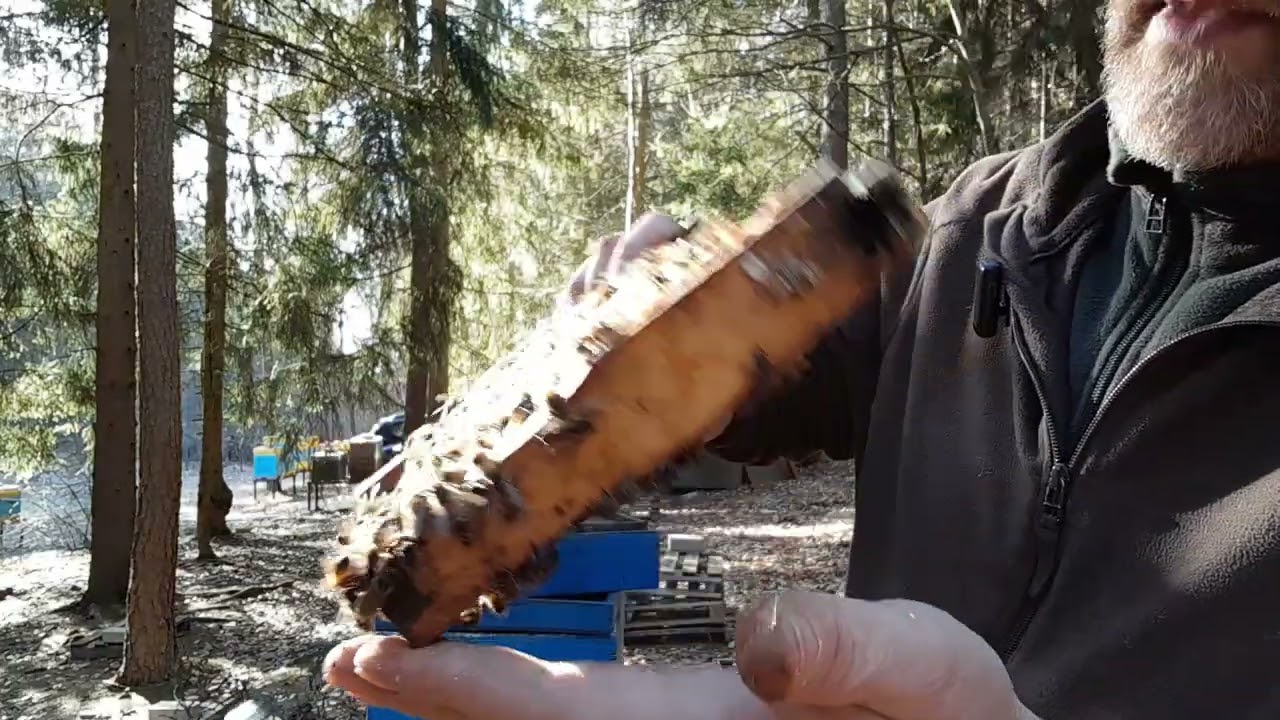 Krásně vyzimované mini plusy na lesním stanovišti