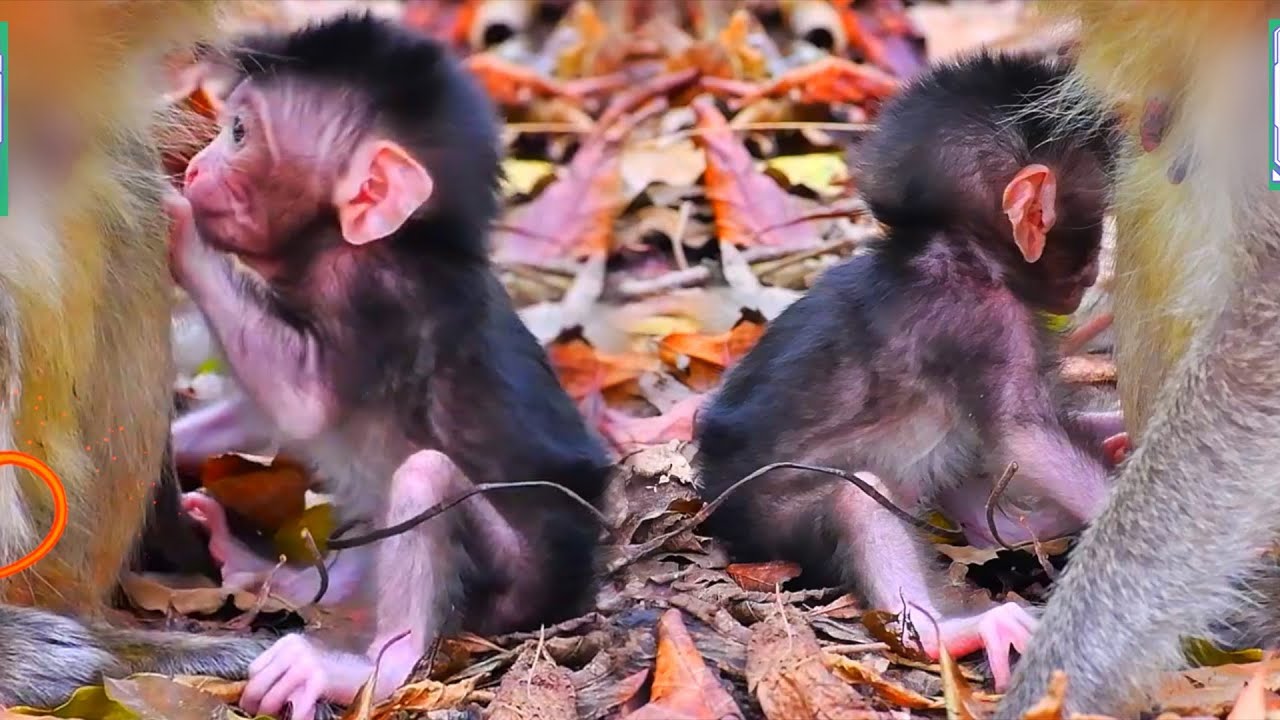 💚 Monkey Family Moments Full of Love, Adorable Wildlife 🐒
