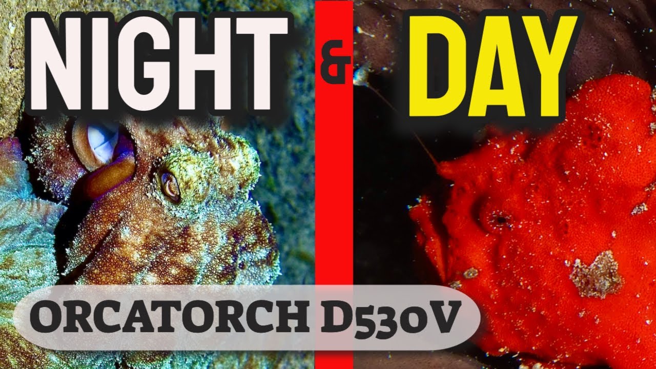 Scuba Diving Night & Day with the OrcaTorch D530V Video light. (Win this light!)