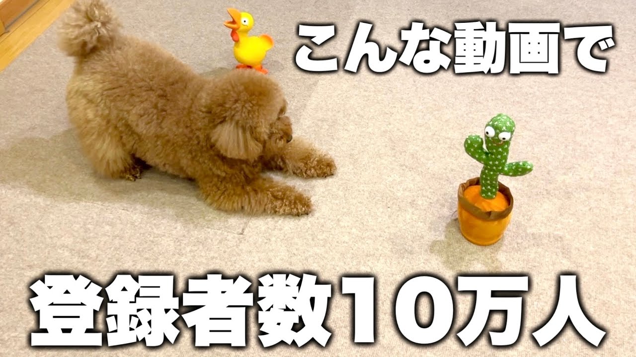 ㊗️うちの犬、インフルエンサー犬の仲間入りを果たす。