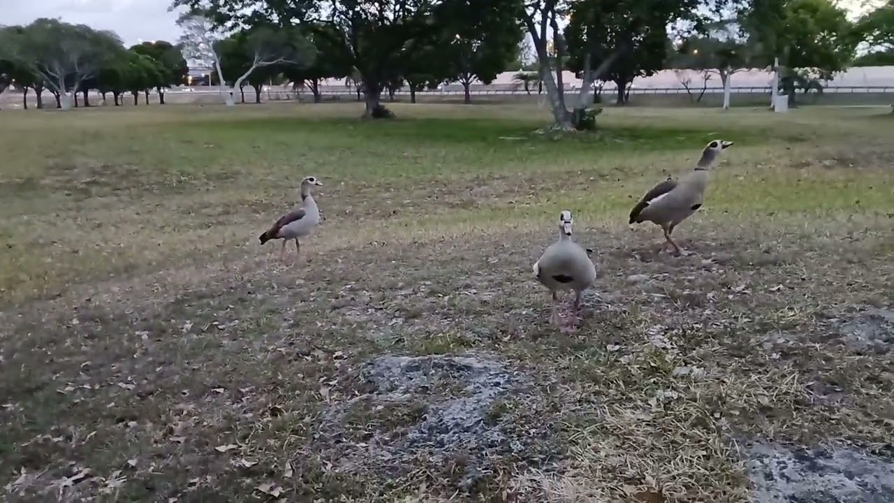 Egyptian Geese Morning Flight