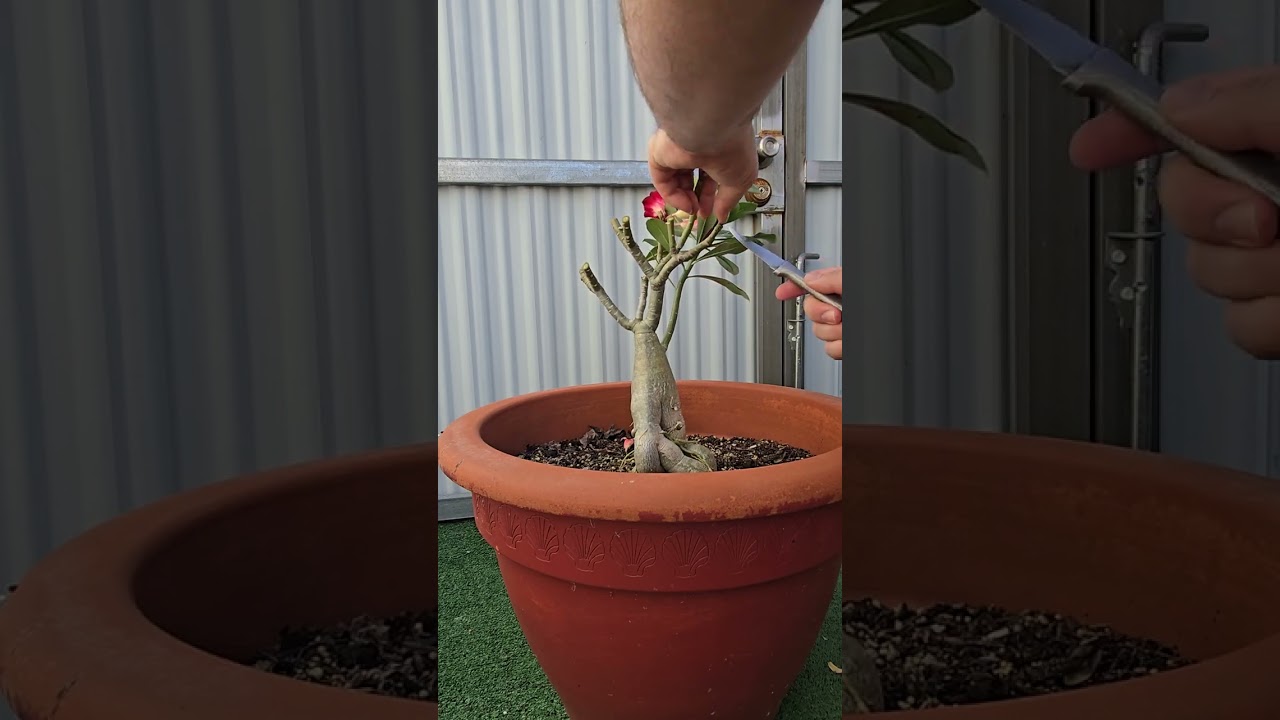 ? Como Realizarle una Poda a tu Rosa del Desierto de Forma Correcta y Sencilla