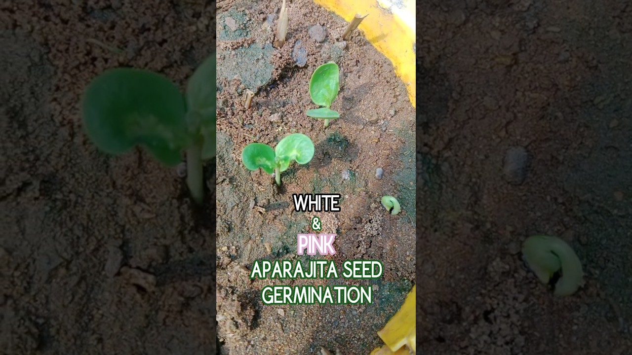 APARAJITA SEED🪻🤍🩷#aparajita #butterflypea #butterflyplant #seed #seeds #seedgermination #white #pink