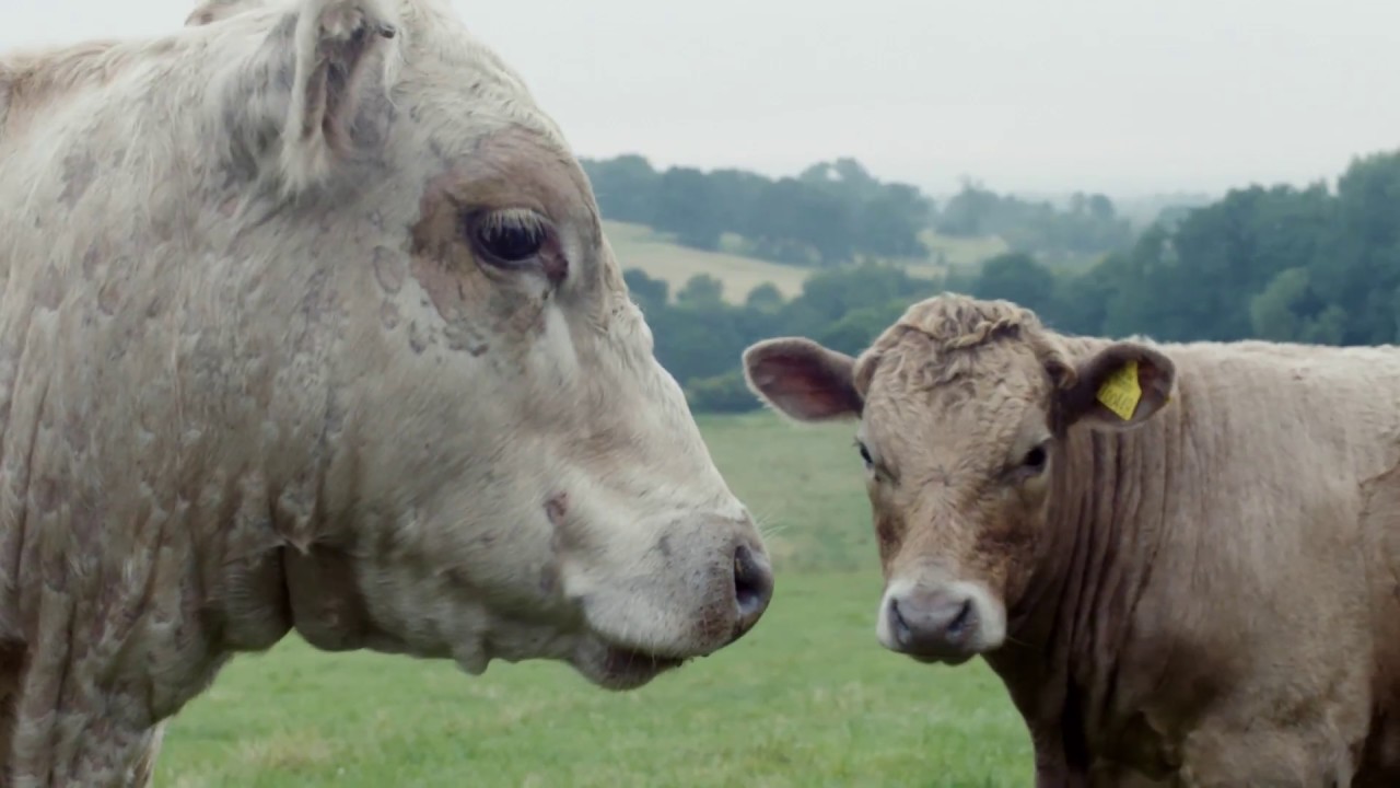 The Secret Life of Cows – timelapse of Kite's Nest Farm