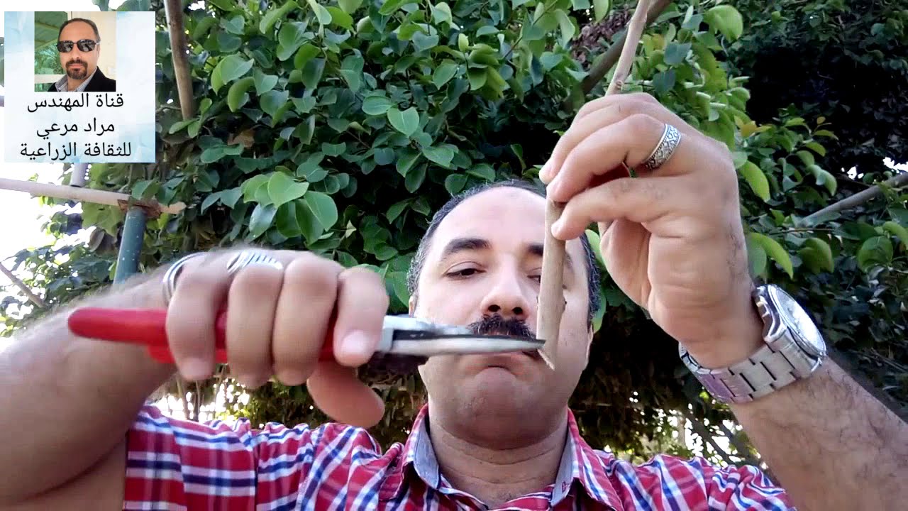 بمبوزيا جمبولان شجرة فاكهة ممتازة لكل حدائق ومزراع طرق التكاثر والرعاية Syzygium cumin  حلقة 117