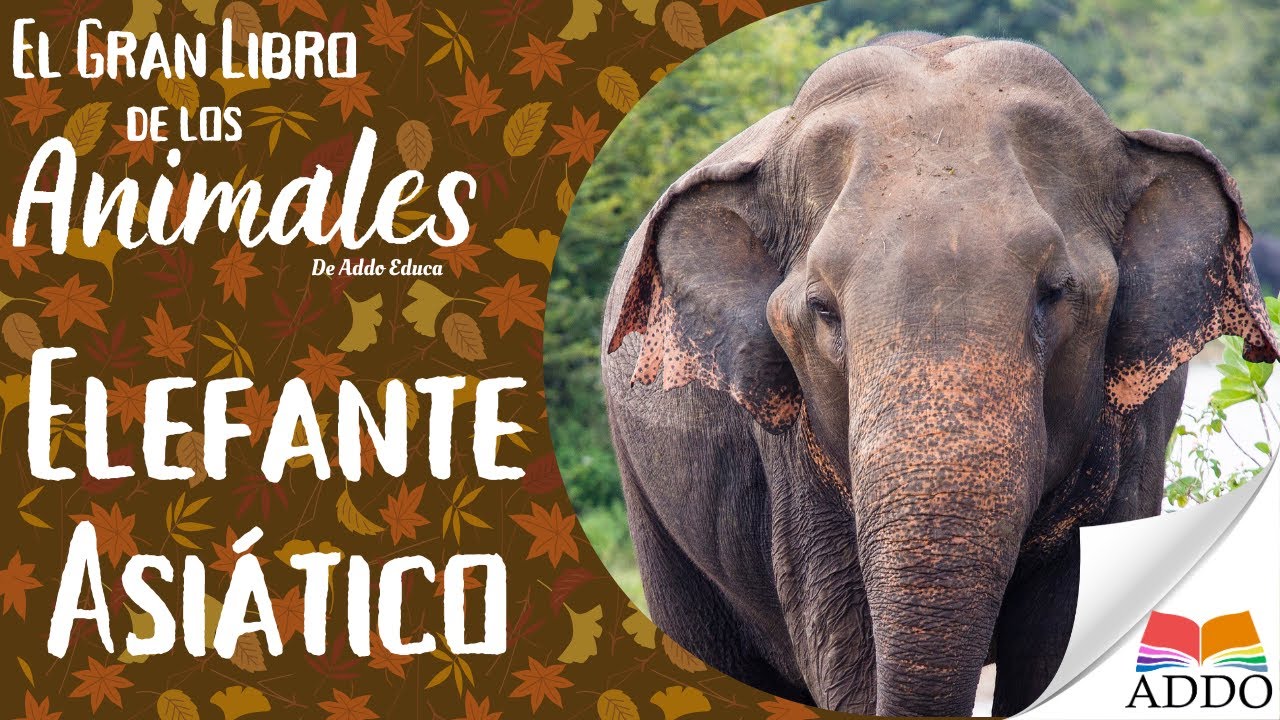 🐘 El Elefante Asiático para Niños | Datos Curiosos y Diferencias con el Elefante Africano