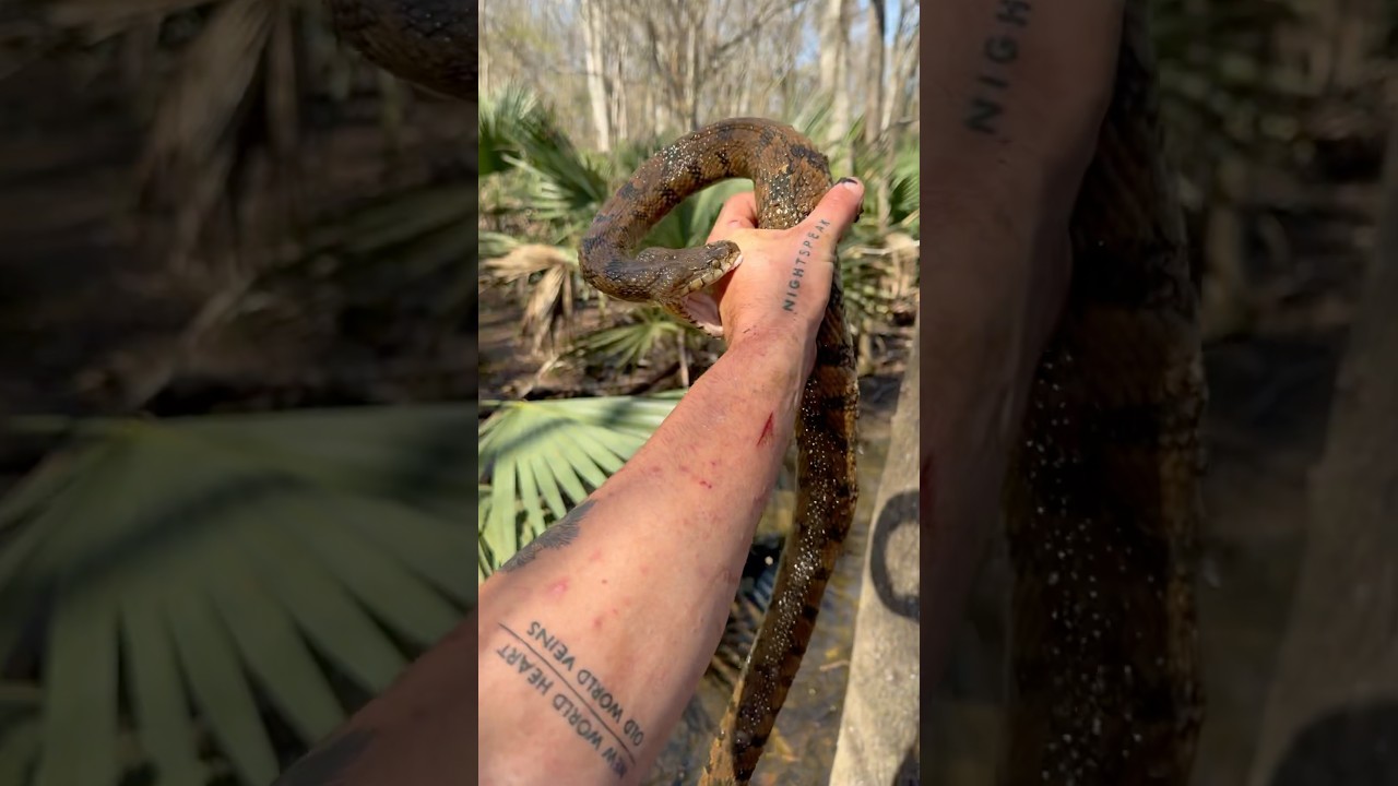 DIAMONDBACK WATERSNAKE!!!