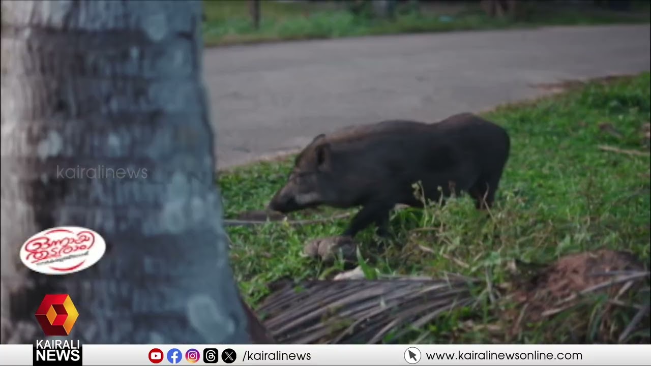 വന്യജീവി അക്രമണത്തിനിരയായവരെ ചേർത്തുപിടിച്ച ഇടത് സർക്കാർ; എന്നാൽ UDF സർക്കാരിന്റെ കാലത്തോ?