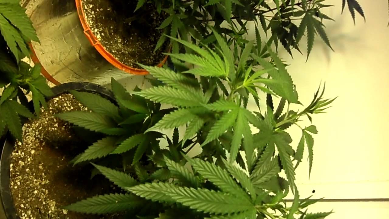 1600 Watt Super Skunk, GigaBud, Vanilla Kush, Cheisel GROW