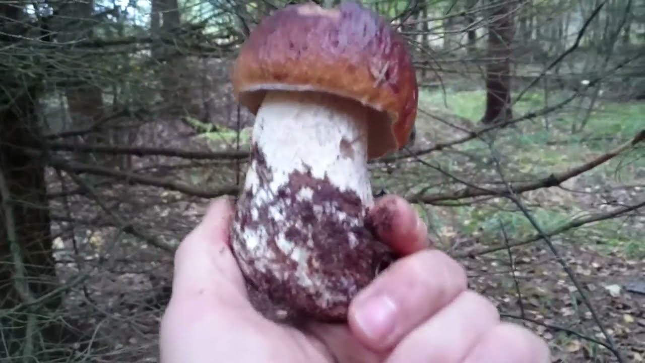 The king of mushrooms🍄&zwj;🟫# Boletus #Porcini #fungi 