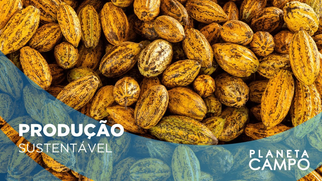 Produção de cacau em sistemas agroflorestais revoluciona assentamentos no Pará | Planeta Campo