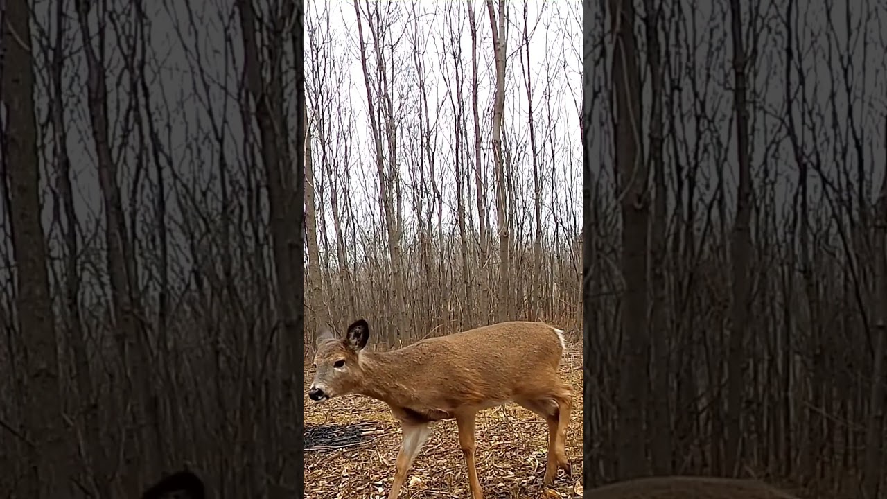 Deer Food Plot Spring Maintenance 