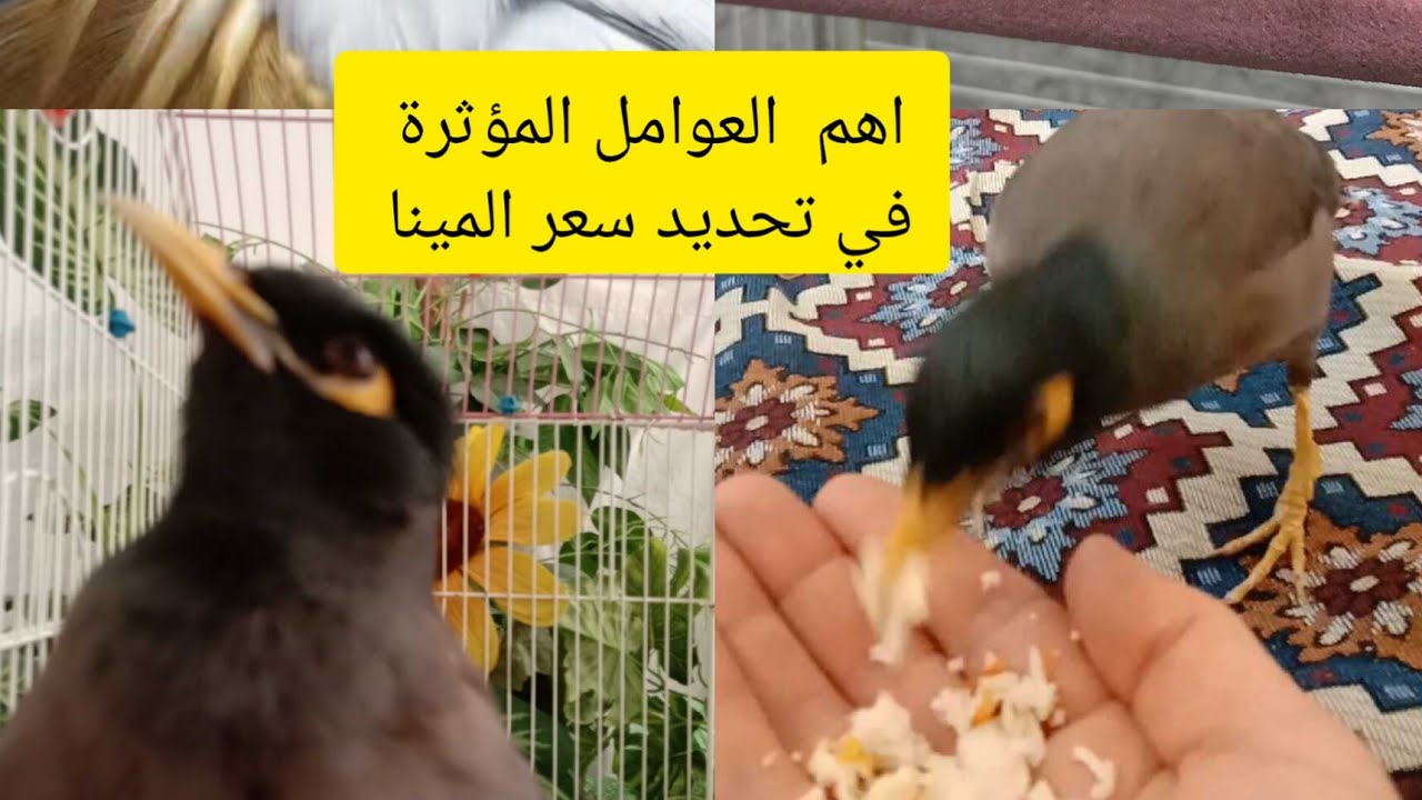 اهم عوامل في تحديد سعر طائر المينا 🤯 معلومات مهمه ومفيده 🥰🇮🇶👍