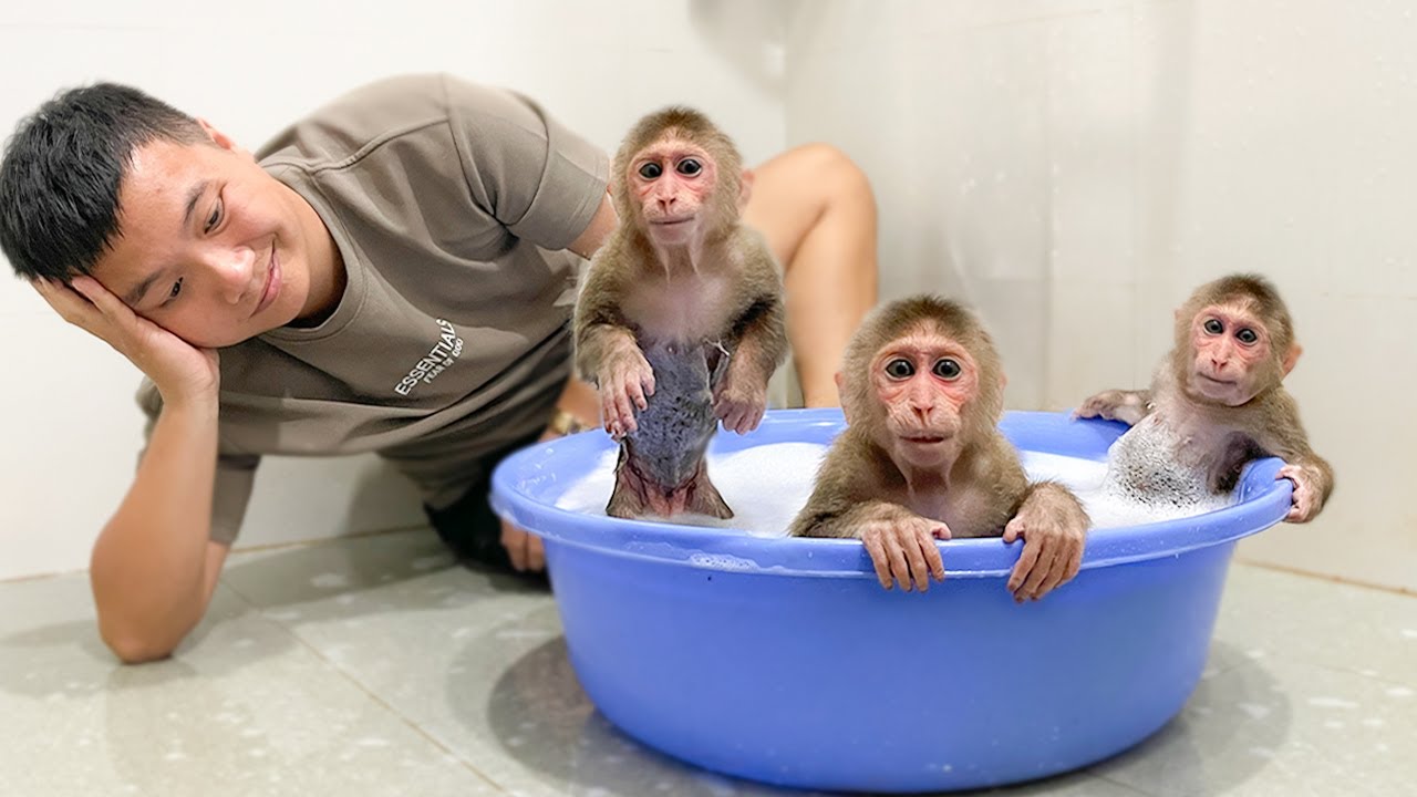 Hilarious! Cubis the Monkey and the Bath Time Rebellion!