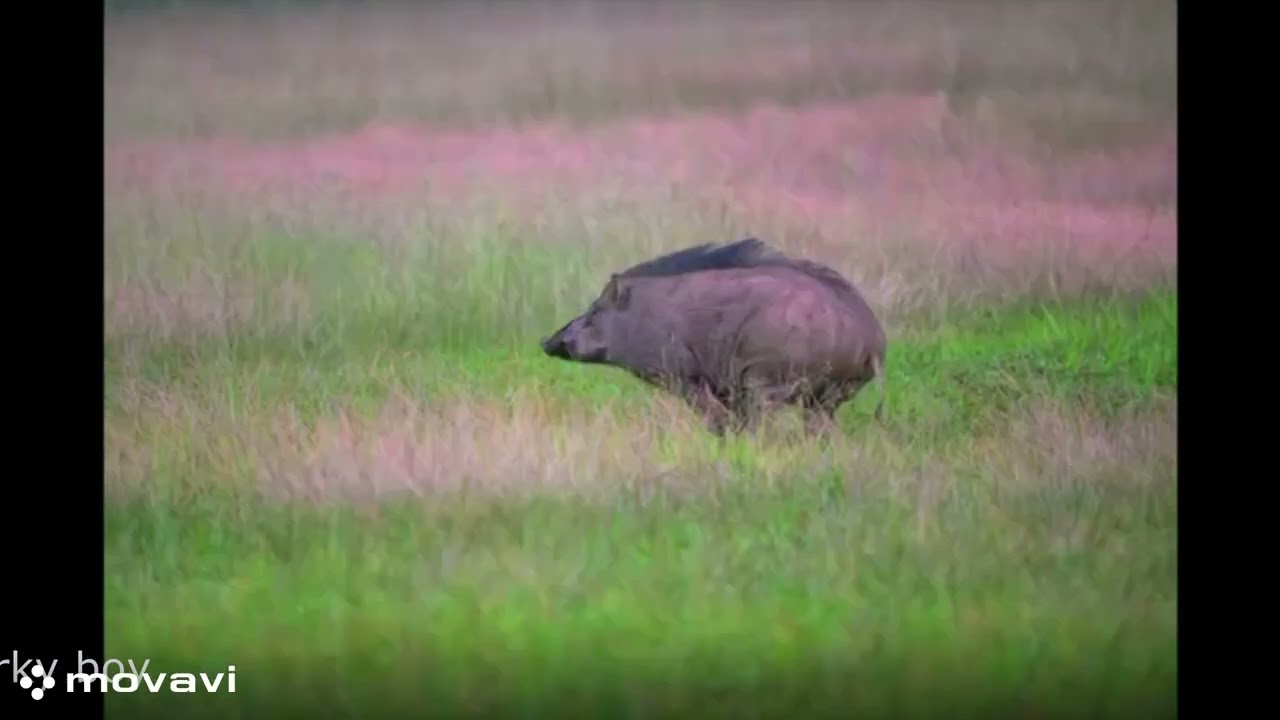 Porky