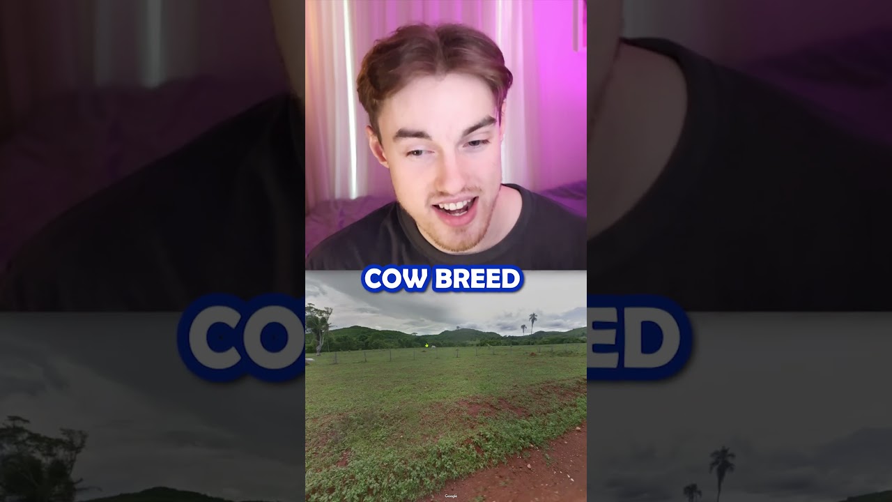 always remember to check for goias cows #brazil