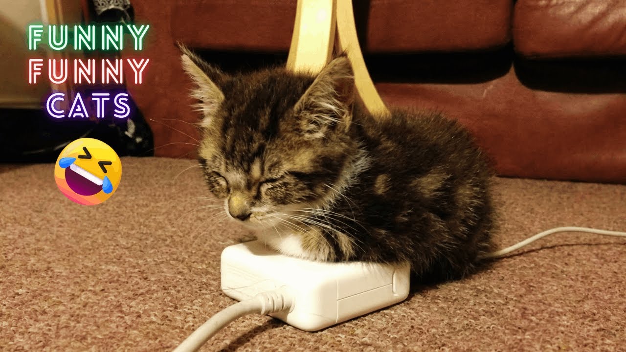 2 Hour Cat Fail Marathon | You Laugh You Lose Challenge