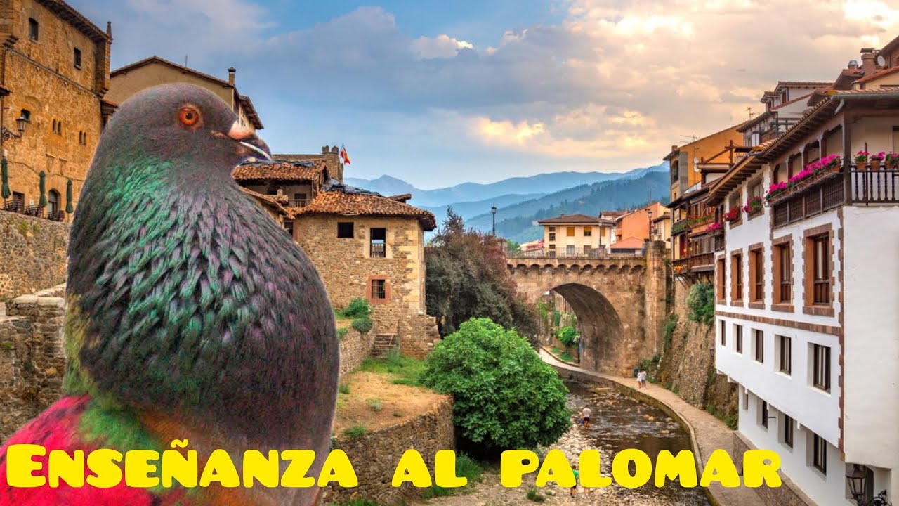 La enseñanza de los pichones ♥️. palomos deportivos Cullera.. valencia