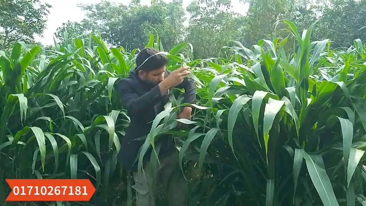 এমেরিকান গুয়াতেমালা হাইব্রিড ঘাস